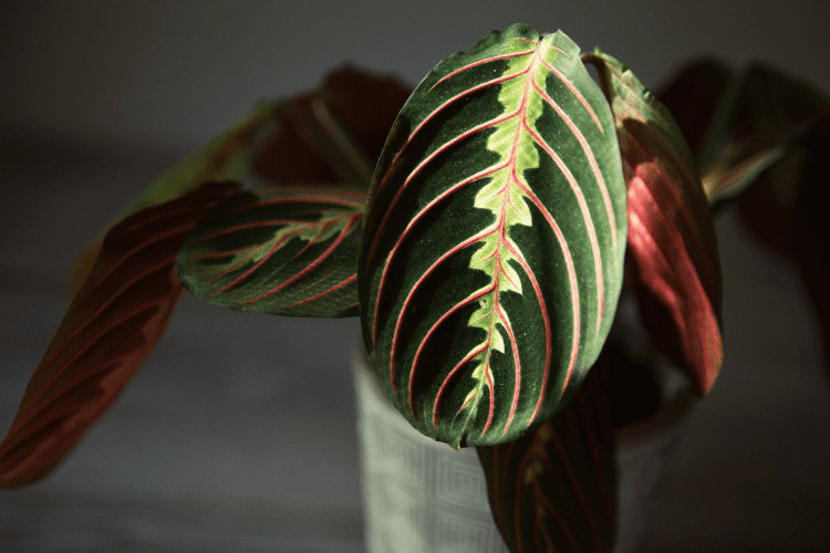 plante maranta