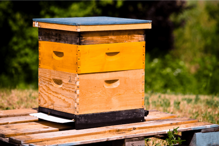 ruche pour abeilles