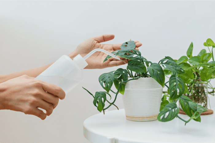 arroser une plante monstera