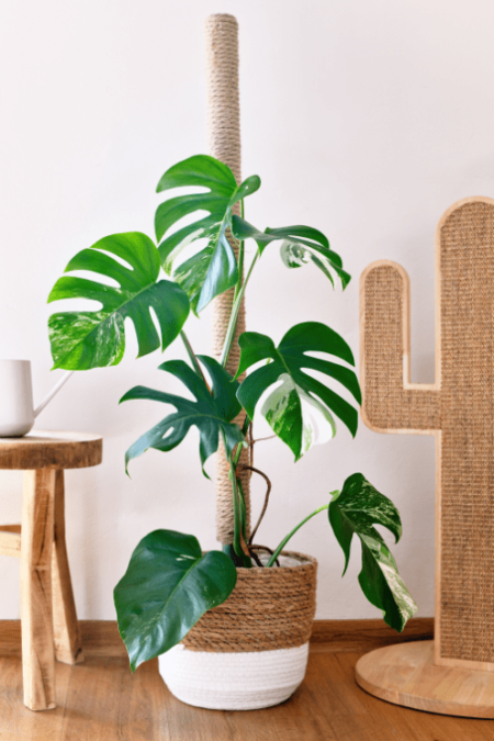 plante d'intérieur monstera