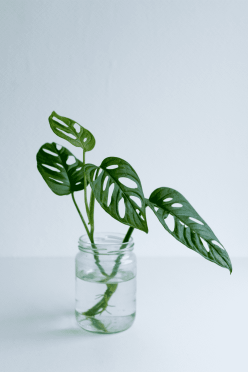 bouture de monstera dans de l'eau
