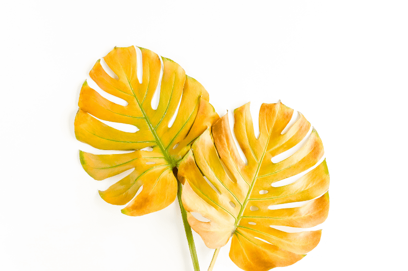 feuilles de monstera jaunes