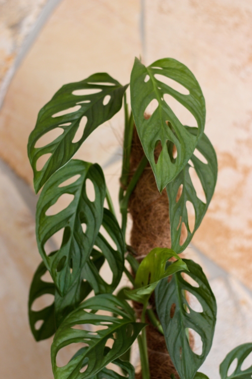 monstera adansonii