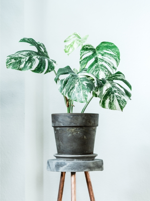 monstera variegata