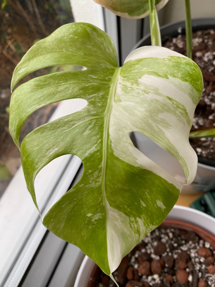 monstera variegata