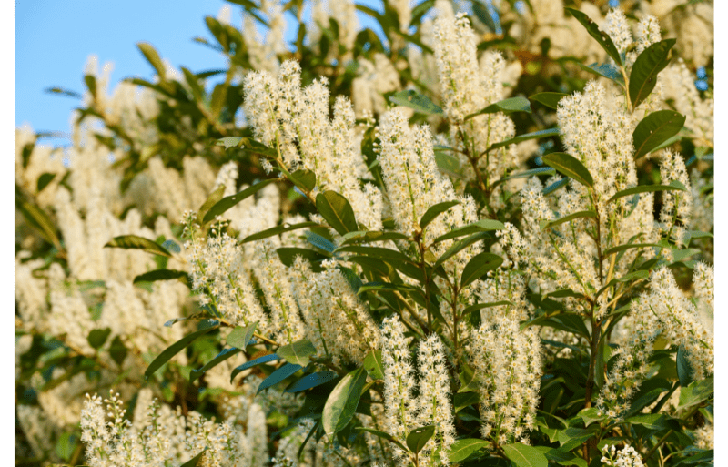 haie en laurier cerise