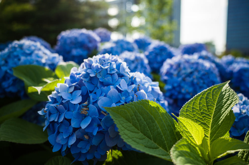 hortensias fleuries dans un jardin