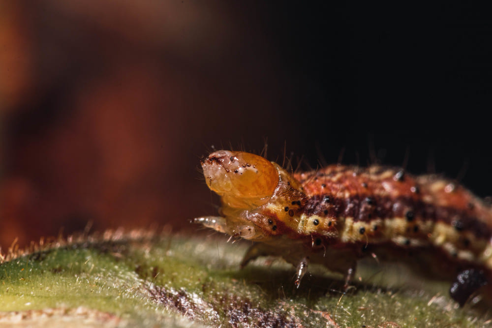 zoom sur un insecte sur une feuille