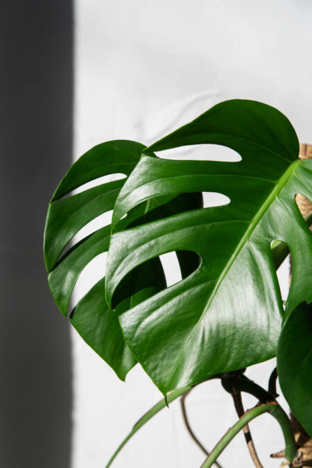 grandes feuilles de monstera deliciosa
