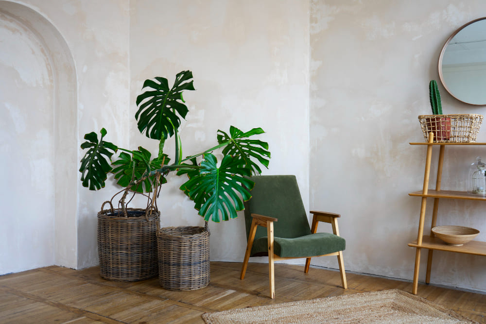 salon décoré avec une grande monstera